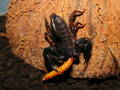 Euscorpius italicus