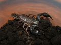 Euscorpius italicus