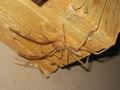 Solifugae Galeodidae mračnice camel spider, wind scorpion, jerrymuglum, sun scorpion, sun spider, red romans, haarskeerders, baardskeerders