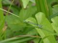 Coenagrion puella, modra vodendjevojčica