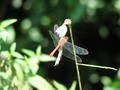 Sympetrum sp.