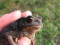 Smeđa krastača, Bufo bufo