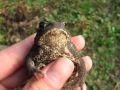 Smeđa krastača, Bufo bufo