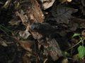 Smeđa krastača, Bufo bufo