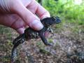 Smeđa krastača, Bufo bufo