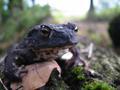 Smeđa krastača, Bufo bufo