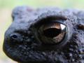 Smeđa krastača, Bufo bufo