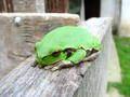 Gatalinka, Hyla arborea