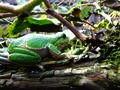 Gatalinka, Hyla arborea