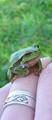Gatalinka, Hyla arborea