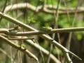 Gatalinka, Hyla arborea