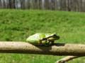 Gatalinka, Hyla arborea