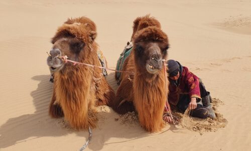 Across the mongolian steppe to Elsen tasarkhai sand dunes